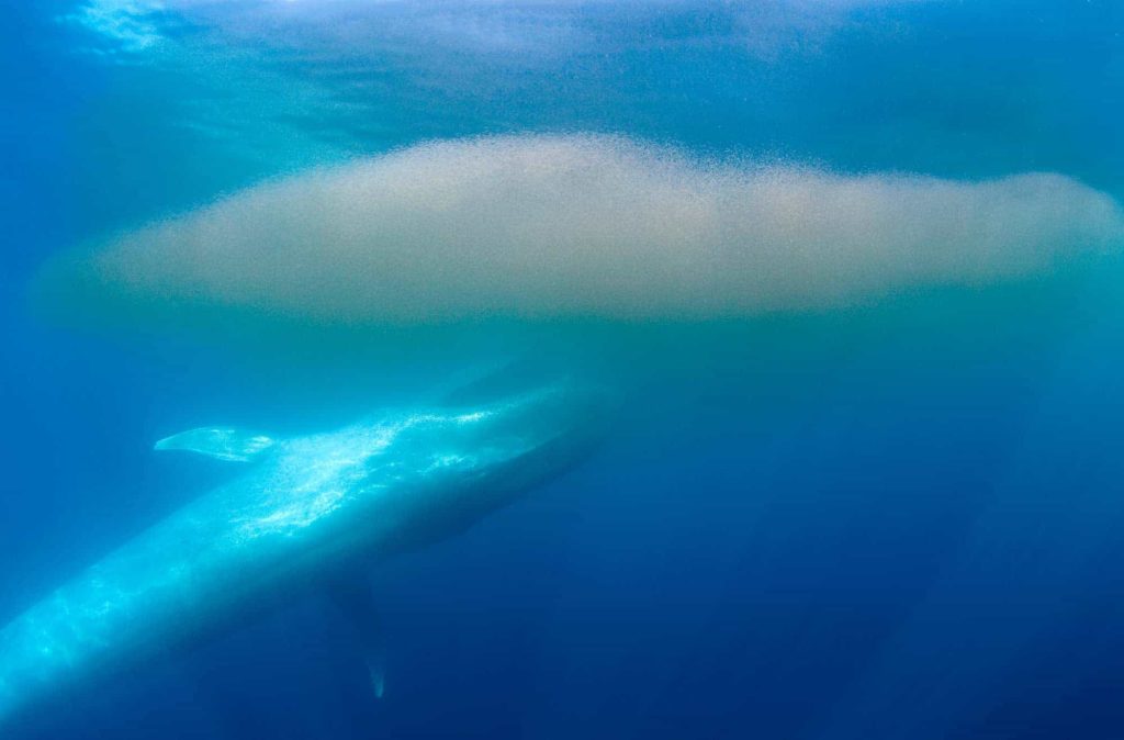 why are blue whales important