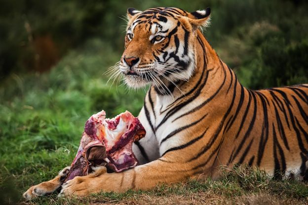 WILD ANIMALS AND THEIR FOOD - Remember Animals
