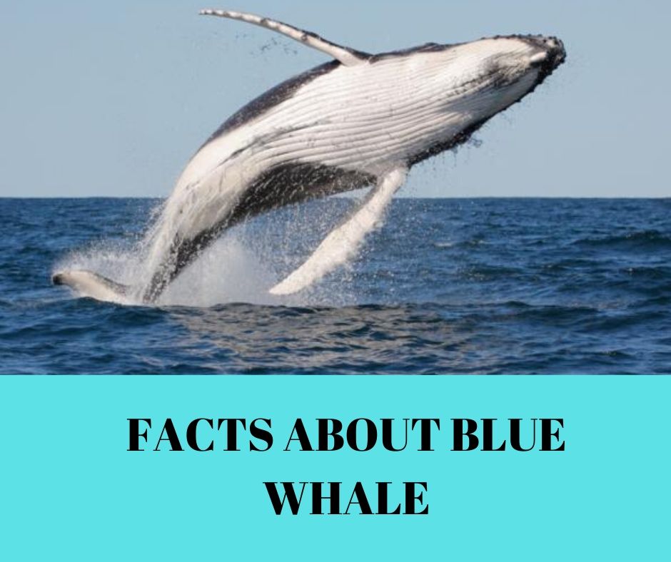 FACTS ABOUT BLUE WHALE