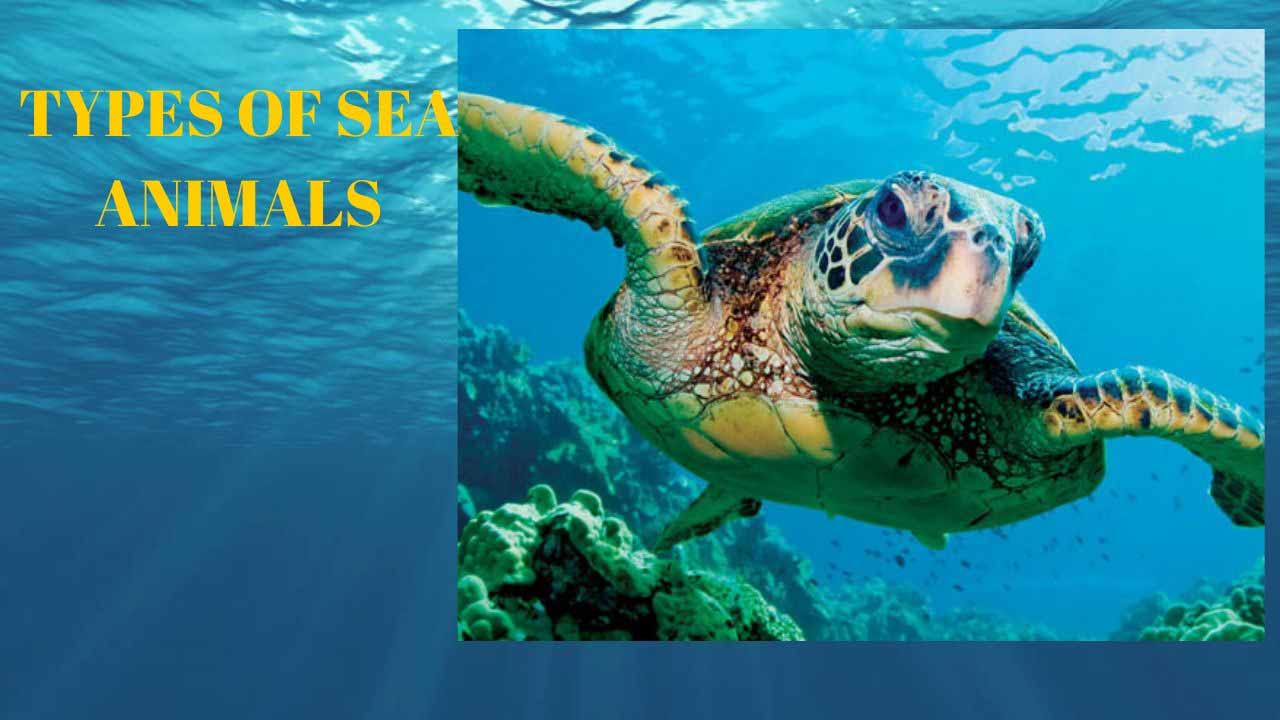 Types of sea animals - Remember Animals