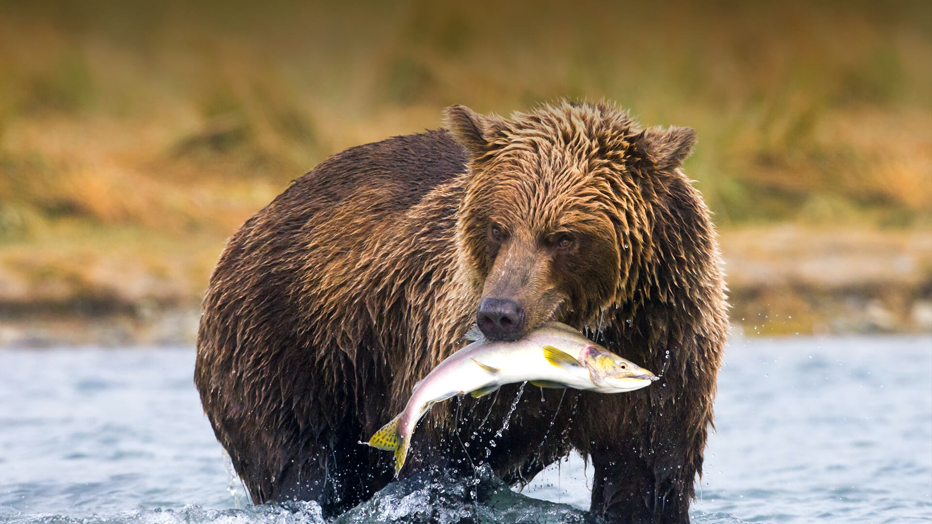 wilde dieren die planten en Dieren Eten