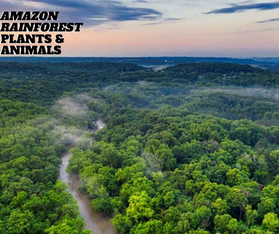 The amazon rainforest animals and plants