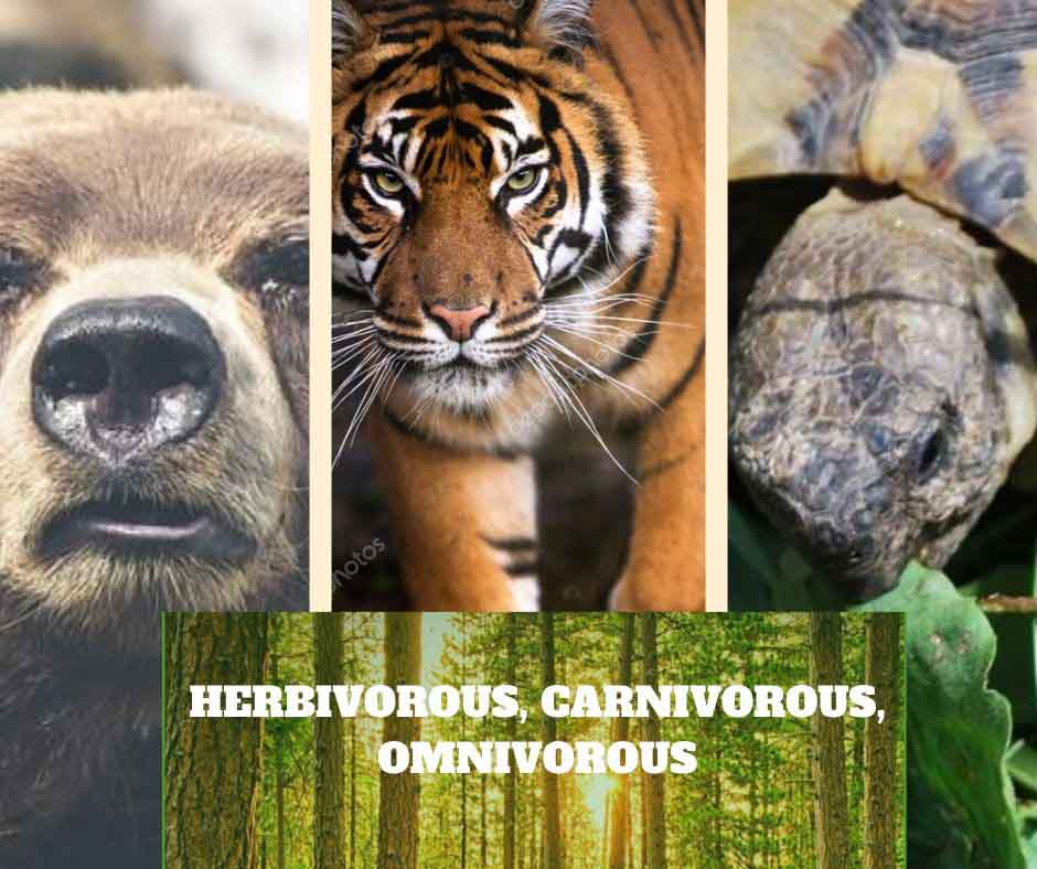 herbivores, carnivores and omnivores - Remember Animals
