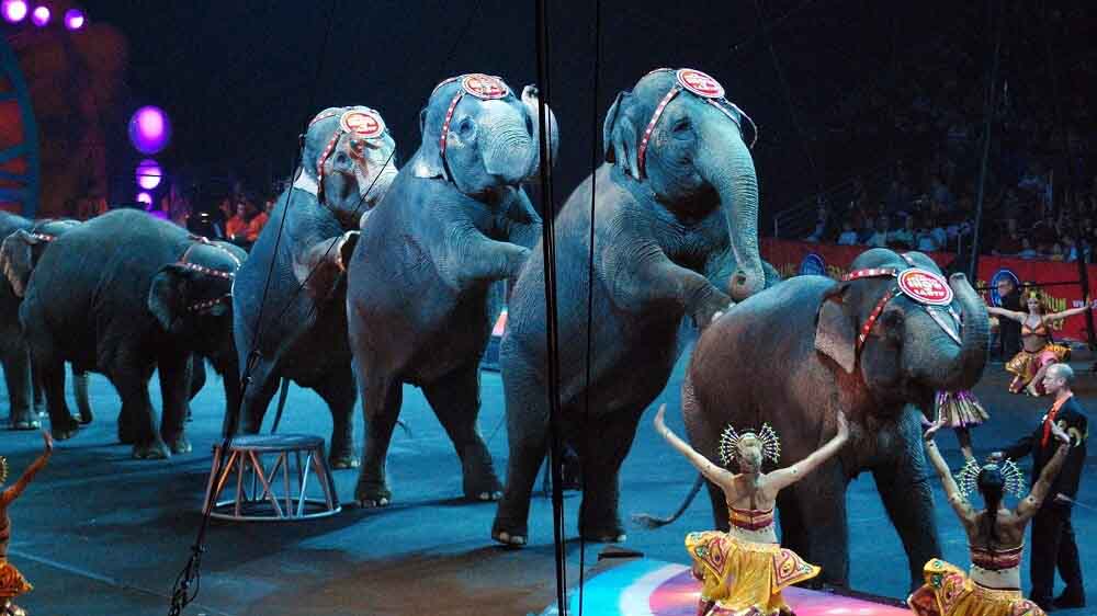 Types of circus animals - Remember Animals