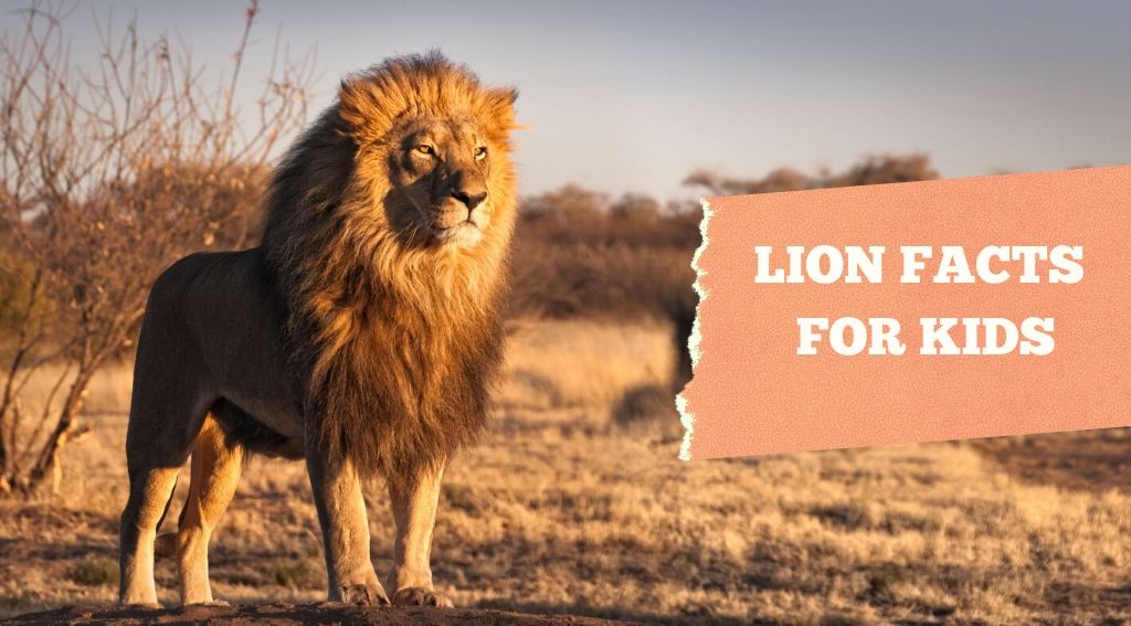 All About Lions 30 Fun Interesting Facts For Kids Ppt - Riset