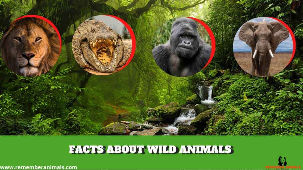 FACTS ABOUT WILD ANIMALS - Remember Animals