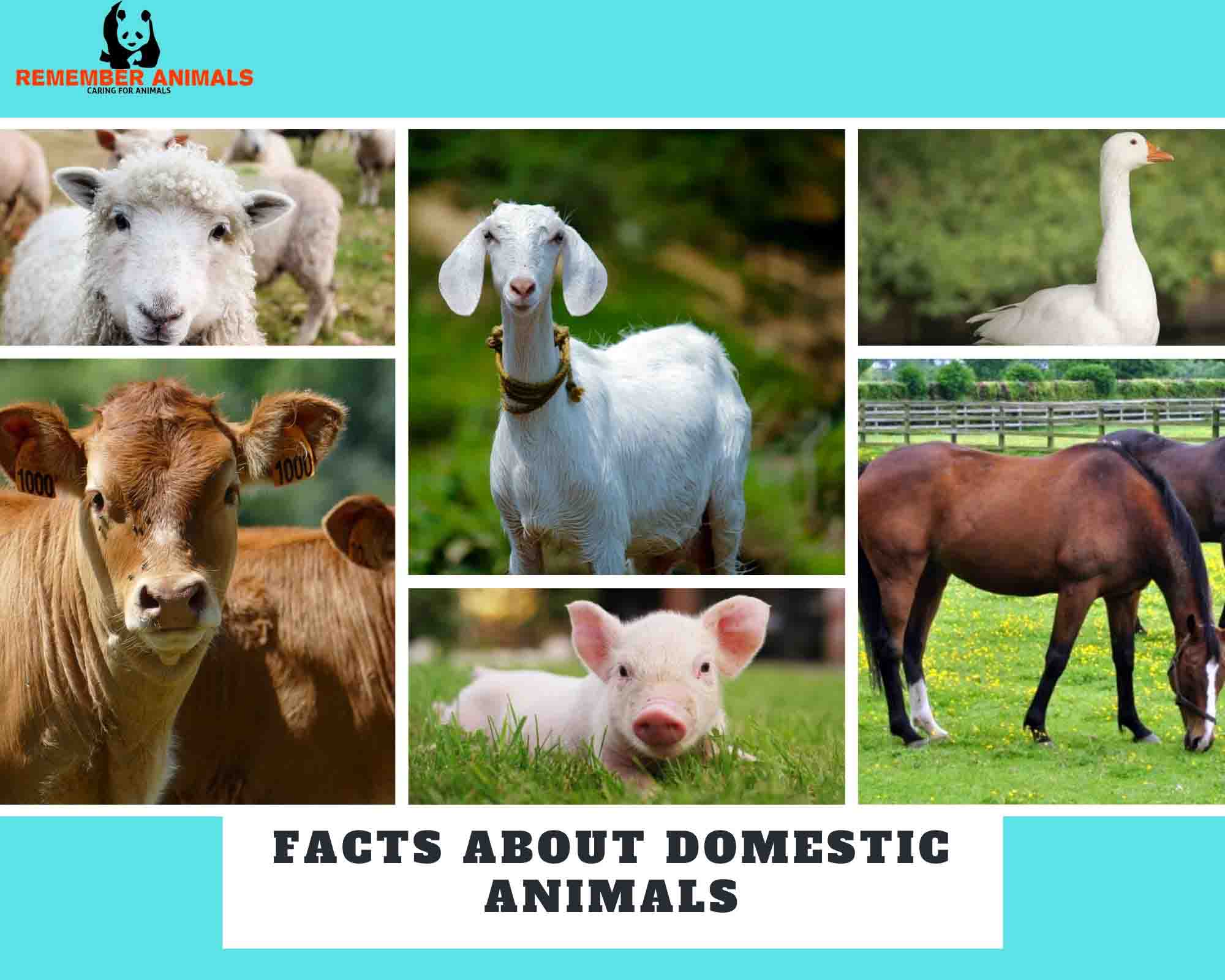 FACTS ABOUT DOMESTIC ANIMALS