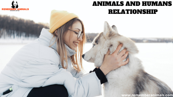 essay on relationship between human beings and animals