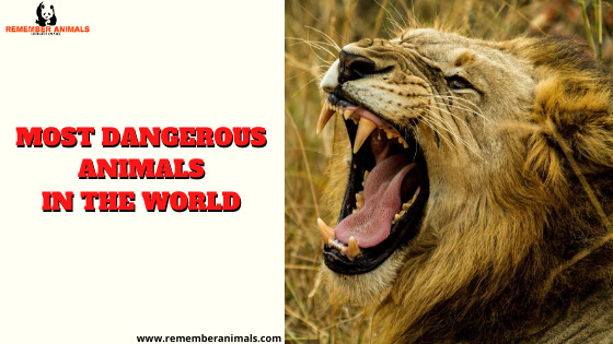 Most Dangerous Animals in the World - Remember Animals