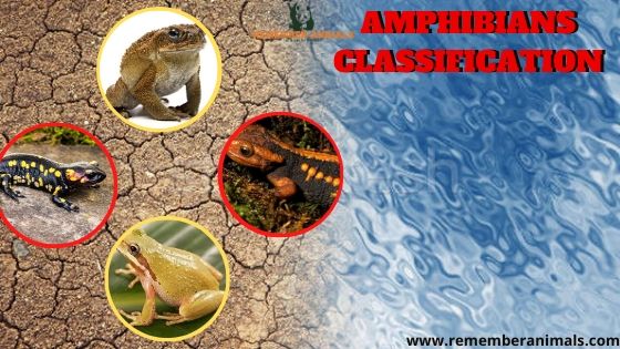 Amphibians Classification - Remember Animals
