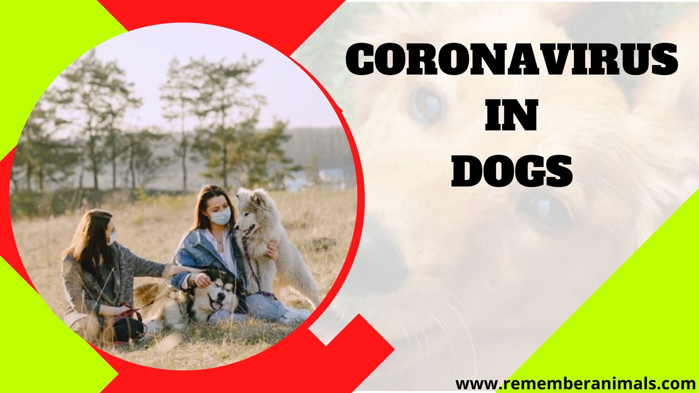 coronavirus in dogs