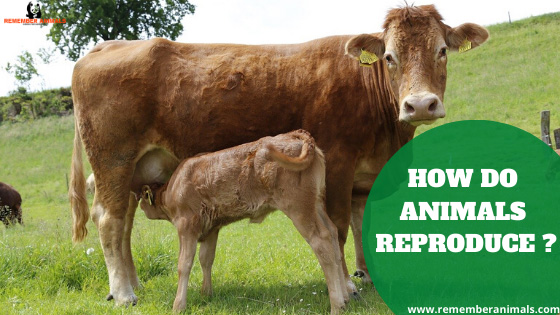 How do Animals Reproduce ? - Remember Animals