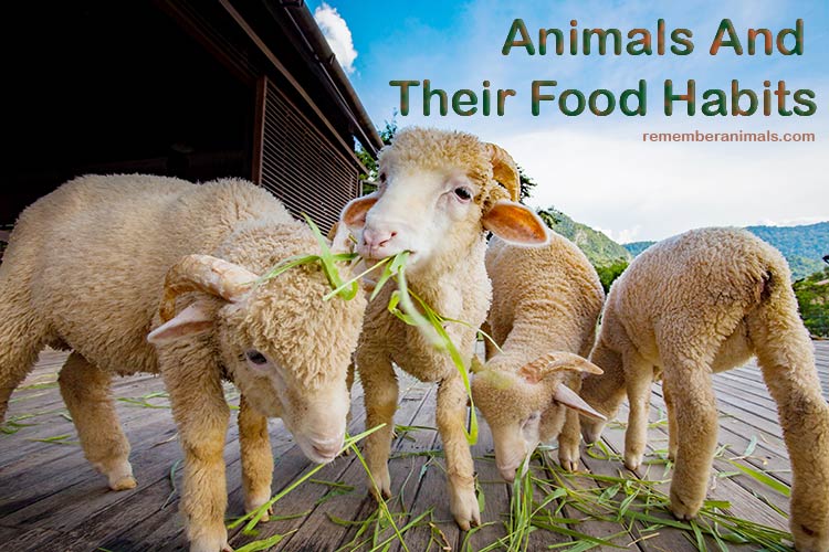 Animals And Their Food Habits - Remember Animals