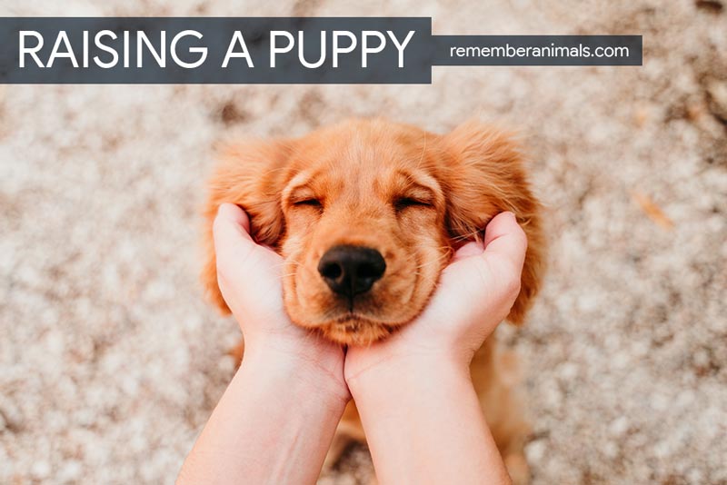 how-to-raise-a-puppy