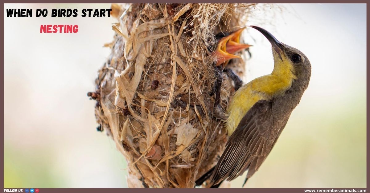 When Do Birds Start Nesting - Remember Animals