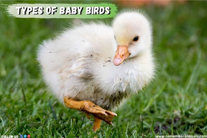 types of baby birds