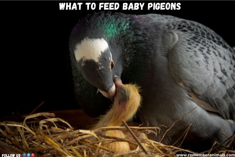 what to feed and how to feed baby pigeons? Remember Animals