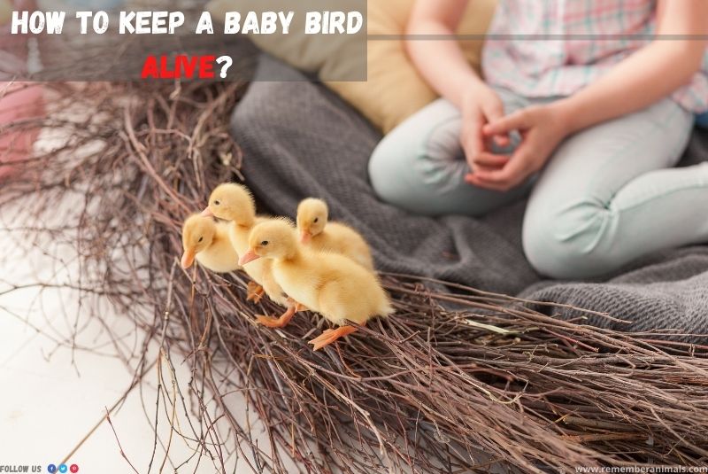 How to keep a baby bird alive?