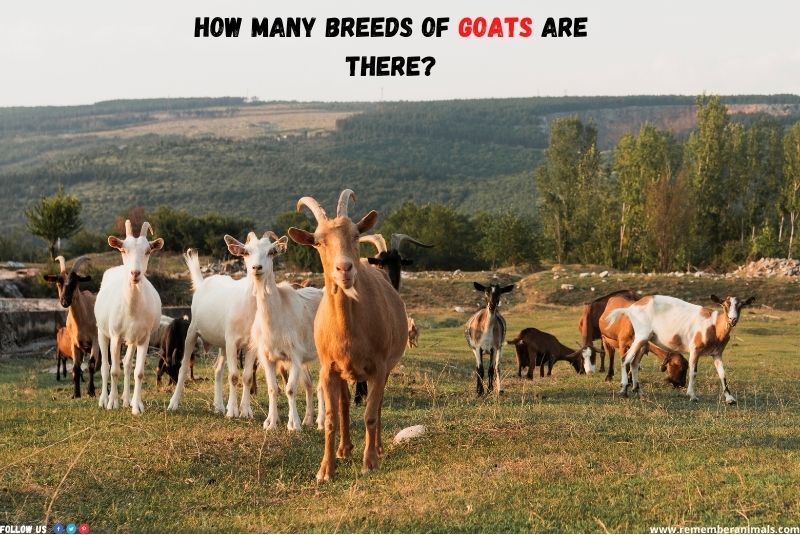 How many breeds of goats are there?