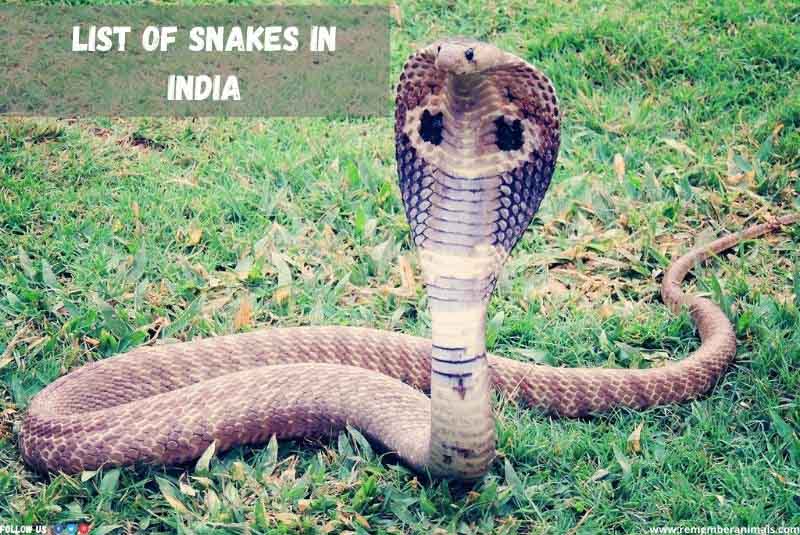 list of snakes in india