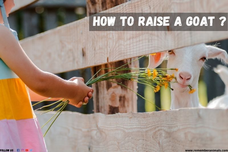 how to raise goat