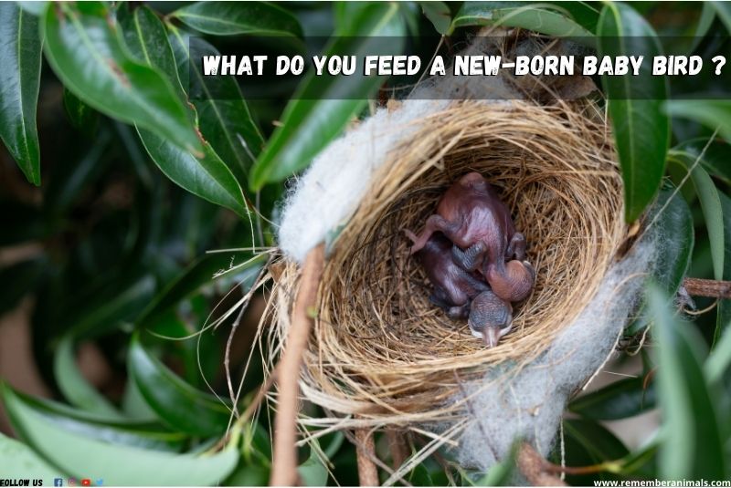 What do you feed a new-born baby bird?