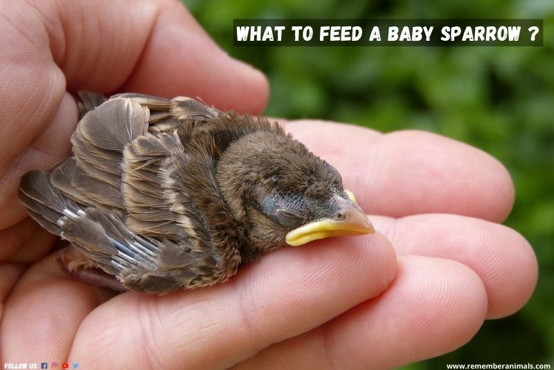 What are the Best Foods to Feed Baby Sparrows?  