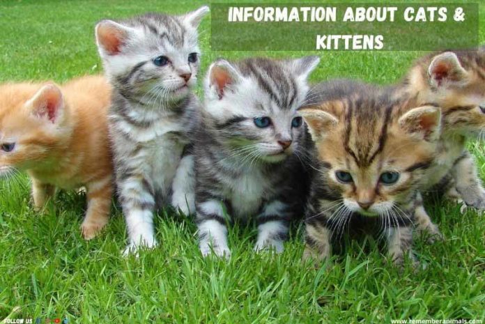 Information about Cats and Kittens - Remember Animals
