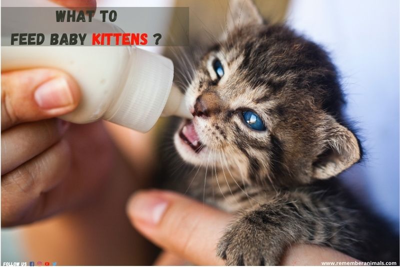what to feed baby kittens