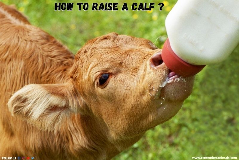 raising calf