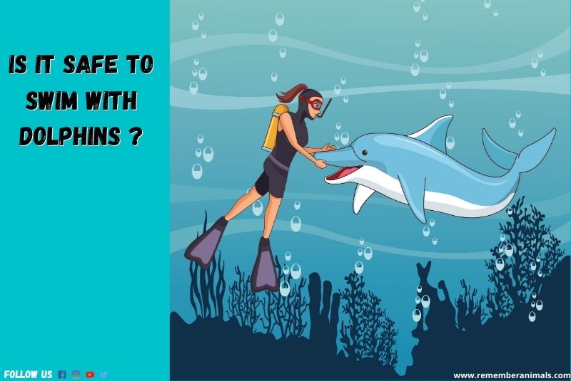 is it safe to swim with dolphins ?