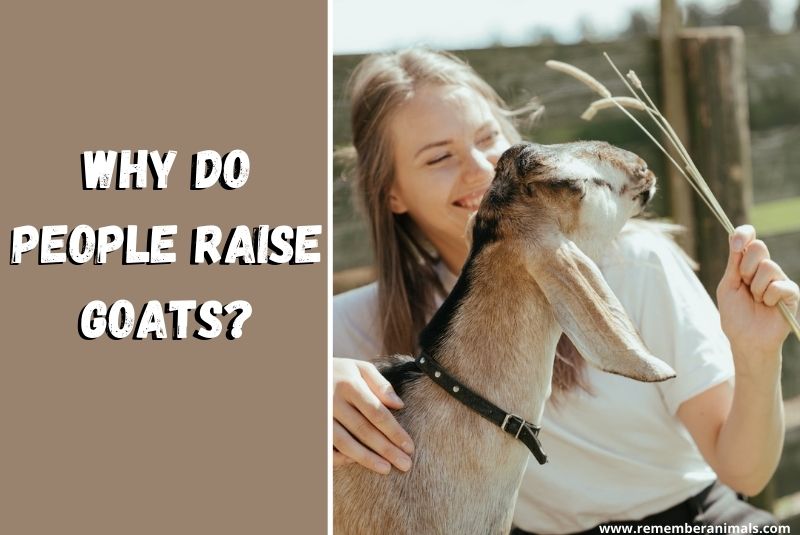 WHY DO PEOPLE RAISE GOATS?