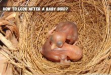 HOW TO LOOK AFTER A BABY BIRD?