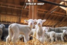 Facts about Sheep
