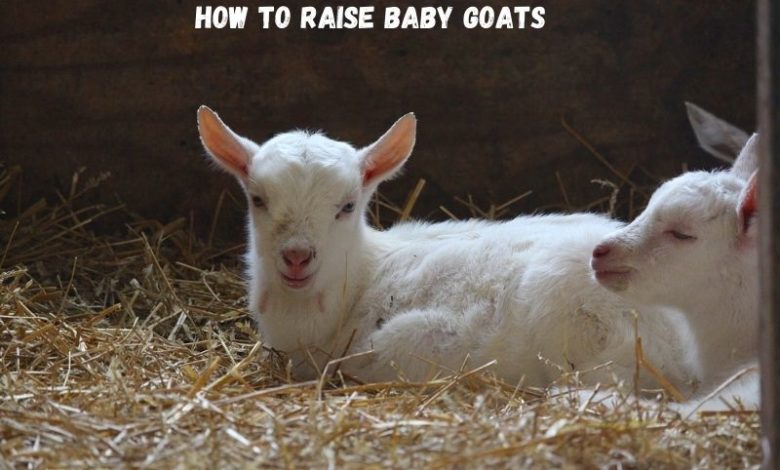 Raising a Baby Goat