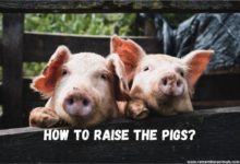 how to raise the pigs?