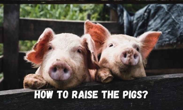 how to raise the pigs?