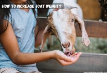 how to increase goat weight?
