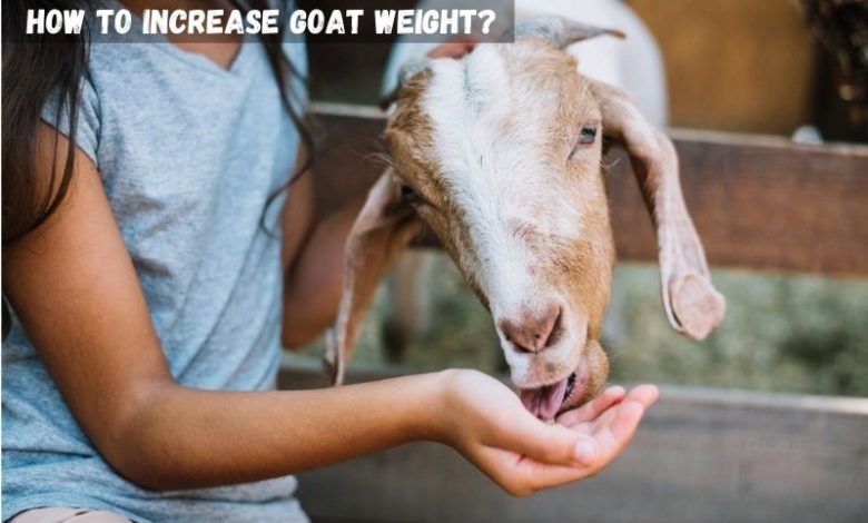 how to increase goat weight?