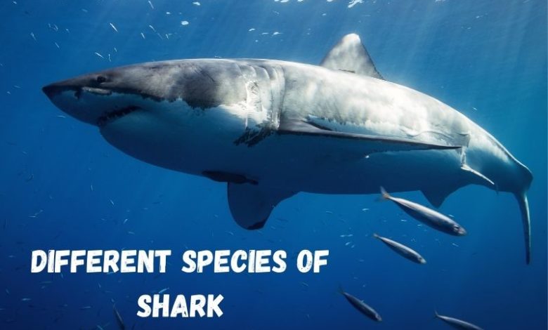 shark species list