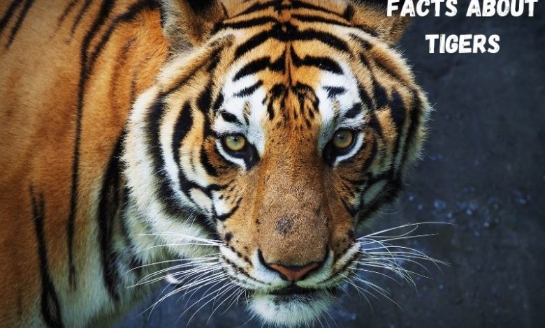Interesting Facts About Tigers - Remember Animals