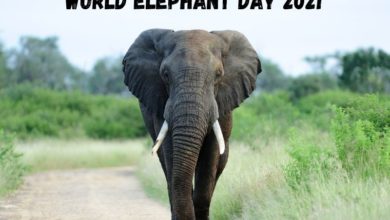 World Elephant Day 2021
