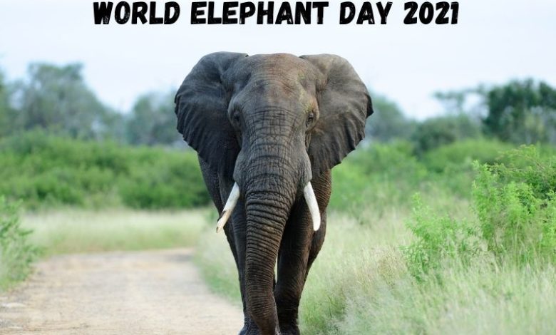 World Elephant Day 2021