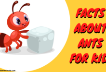 facts about ants