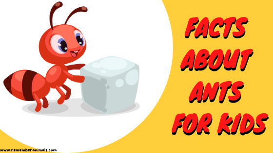 Facts about Ants for Kids - Remember Animals
