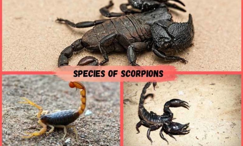 species of scorpions