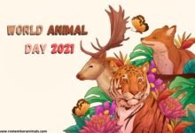 WORLD ANMAL DAY 2021