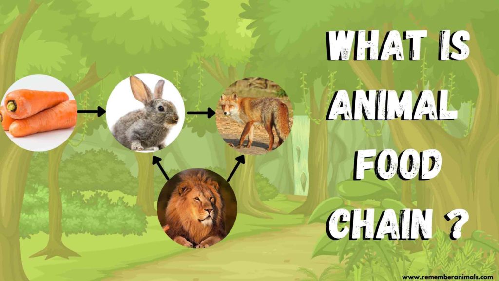 What is Animal Food Chain? Types and Ecosystem - Remember Animals