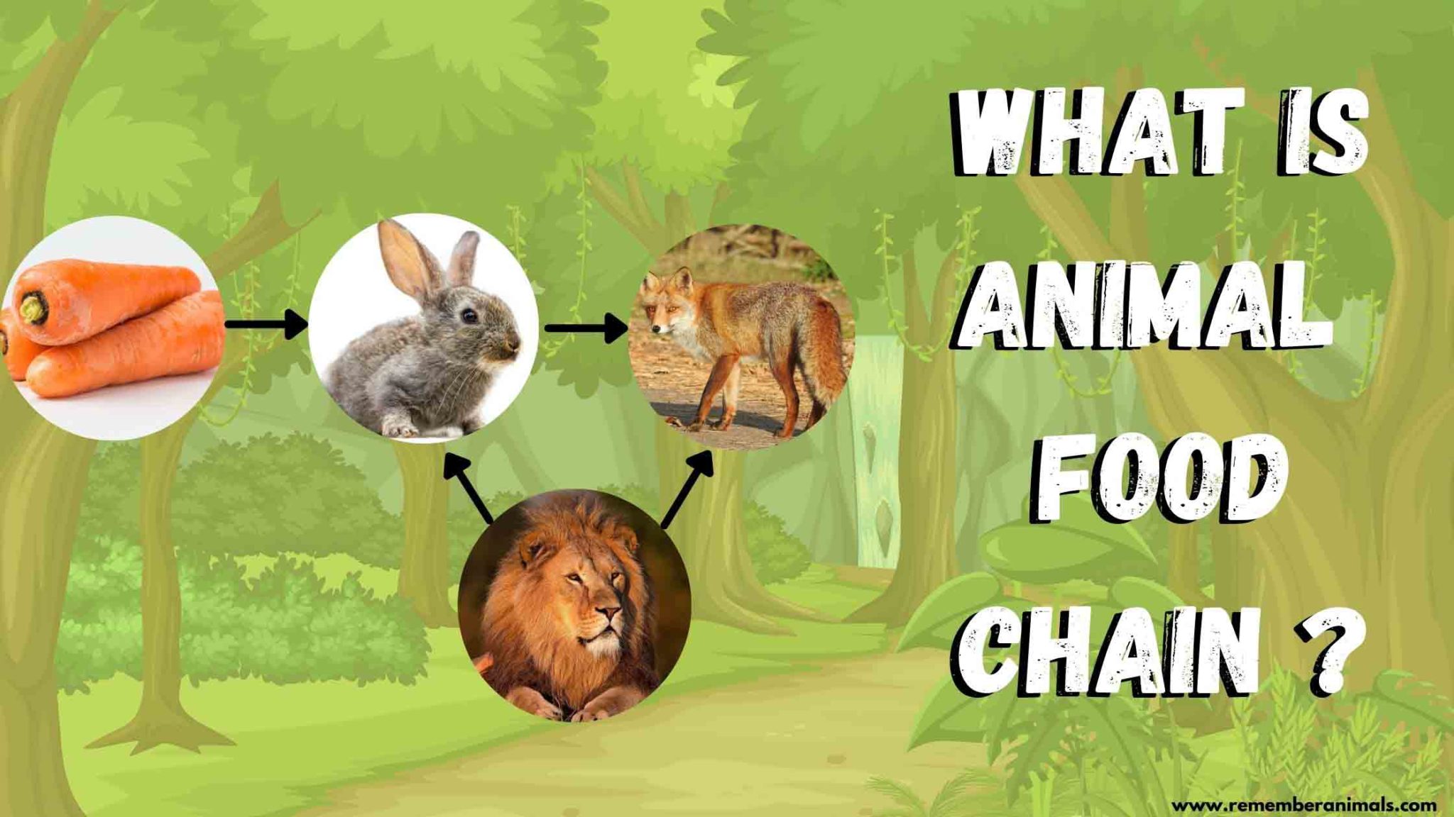 What is Animal Food Chain? Types and Ecosystem - Remember Animals