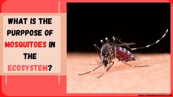 The purpose of mosquitoes in nature